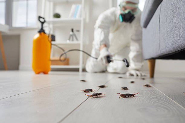 Commercial Kitchen Cockroach Control in Albion